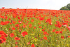 Poppy field at Tjauls gård, Gotland