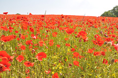 Poppy field at Tjauls gård, Gotland