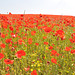 Poppy field at Tjauls gård, Gotland