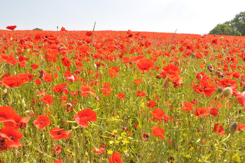 Poppy field at Tjauls gård, Gotland