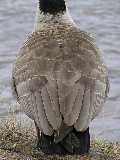 Canada Goose