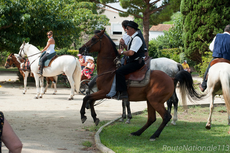 Cavalier et pur sang arabe