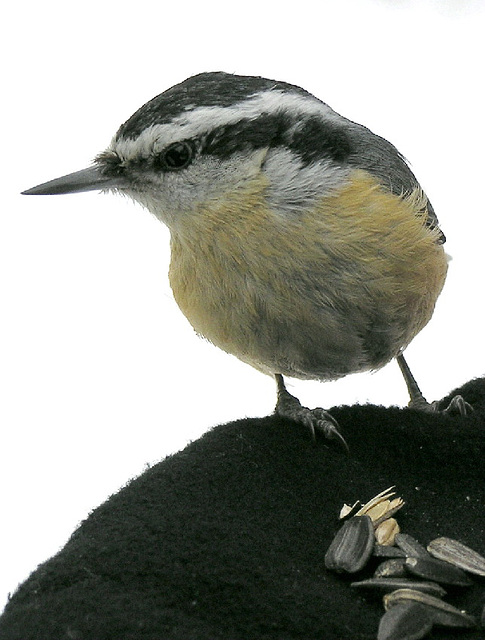 Red-breasted Nuthatch