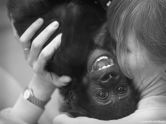 Gorillababy Claudia (Wilhelma)