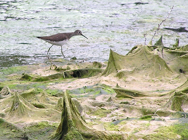 Solitary Sandpiper