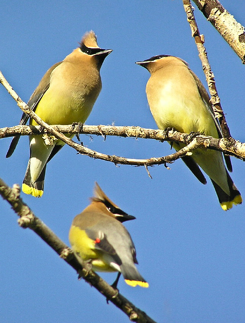 Cedar Waxwings