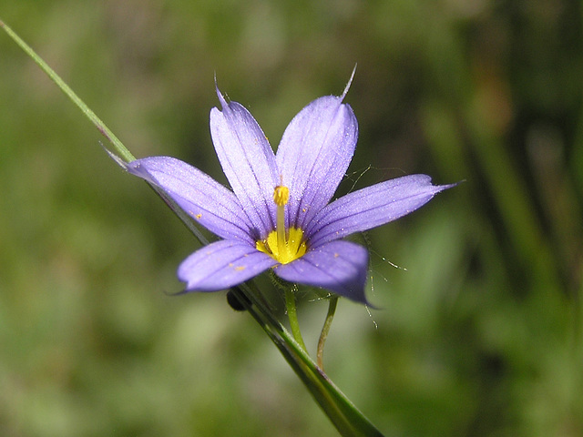 Blue-eyed Grass