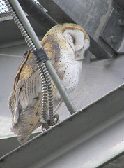 Barn Owl