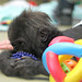 Gorillababy Claudia (Wilhelma)