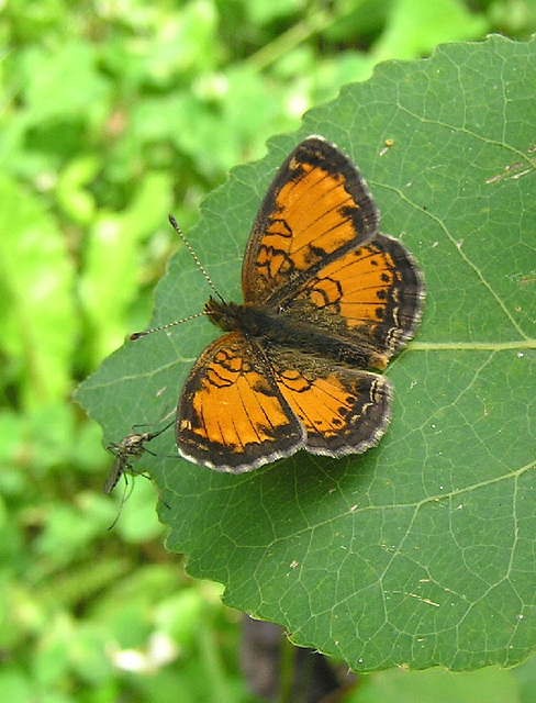 Northern Pearl Crescent male