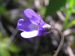 Carnivorous Common Butterwort