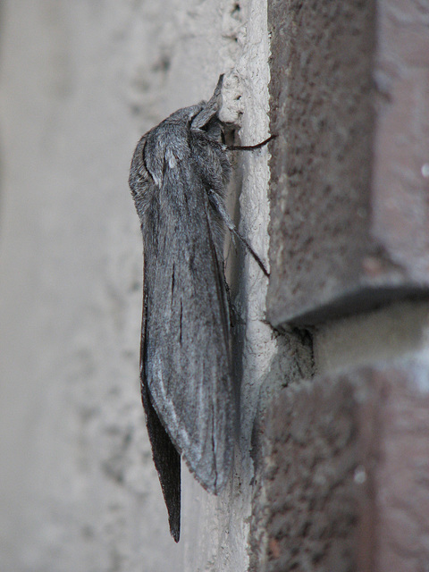 Great Ash Sphinx Moth 2