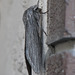 Great Ash Sphinx Moth 2