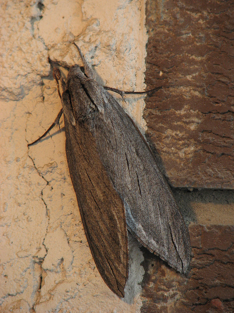 Great Ash Sphinx Moth
