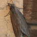 Great Ash Sphinx Moth