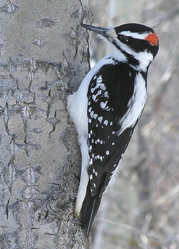 Hairy Woodpecker