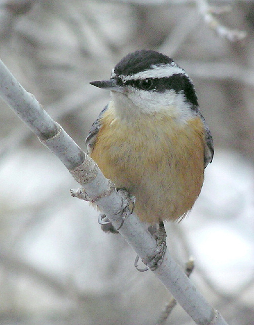 Red-breasted Nuthatch