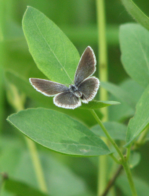 Small butterfly