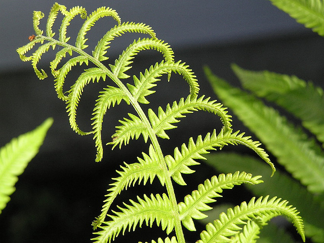 Garden fern