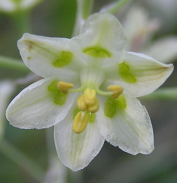 White Camas