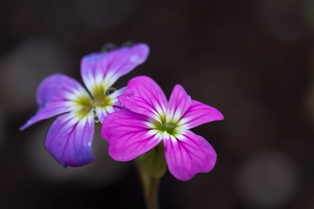 170/365: "I perhaps owe having become a painter to flowers." ~ Claude Monet