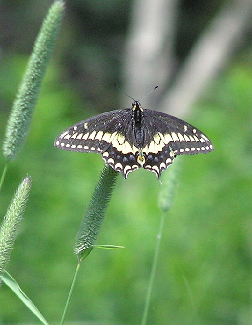 Old World Swallowtail