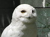 Male Snowy Owl