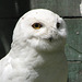 Male Snowy Owl