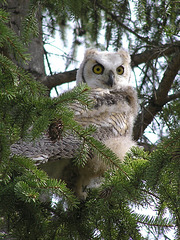 Young Great Horned Owl