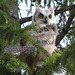 Young Great Horned Owl