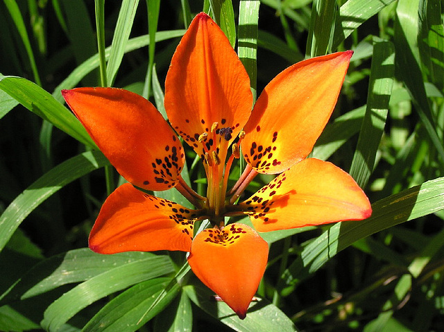 Western Wood Lily