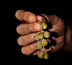 Himrod Grapes