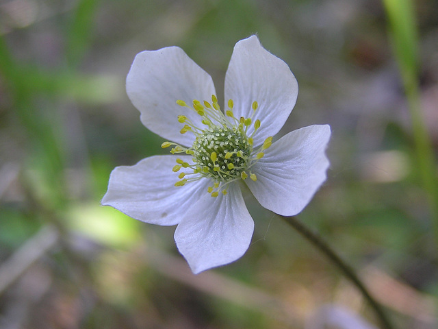 Small Wood Anemone