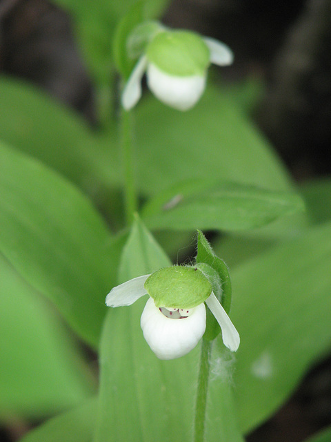 Sparrow's-egg lady's-slipper