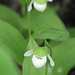 Sparrow's-egg lady's-slipper