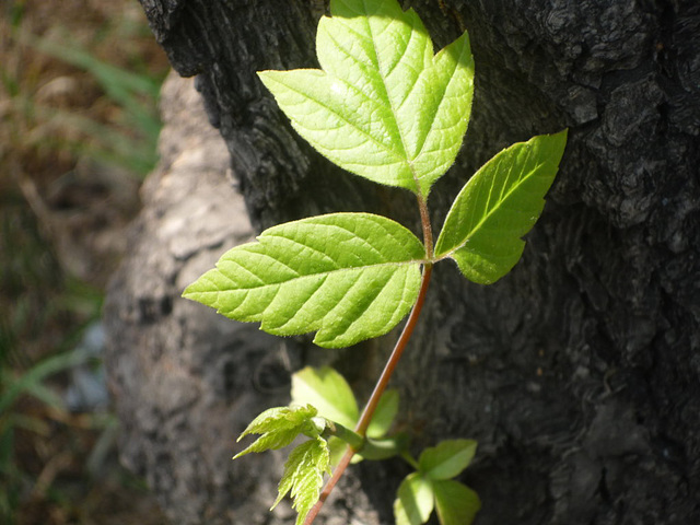 Brote de un árbol