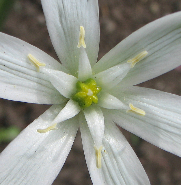 Star of Bethlehem