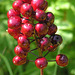 Red Baneberry