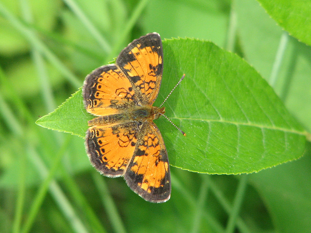 Pearl Crescent