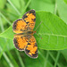 Pearl Crescent