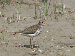 Spotted Sandpiper