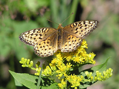 Fritillary