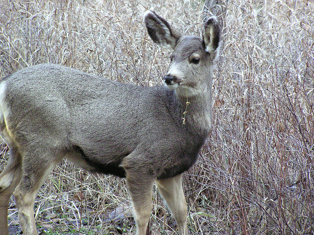 Mule Deer