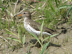 Spotted Sandpiper