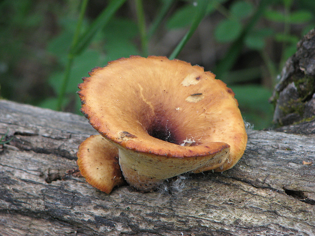 Beauty on a log