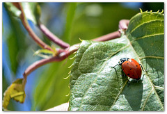 Lady Bug