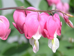 Bleeding heart