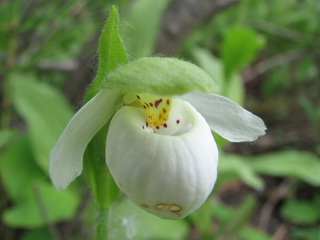 Sparrow's-egg lady's-slipper