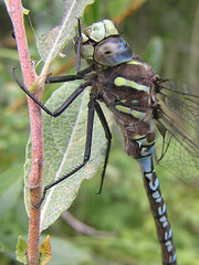 Darner Dragonfly