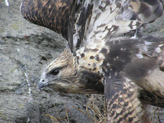 Rough-legged Hawk